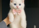 Anastasia - Scottish Straight Kitten For Sale - Harrisburg&comma; NC&comma; US