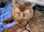 Chocolate & Pachuco - Exotic Cat For Sale - Gibsonton&comma; FL&comma; US