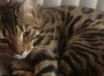 Channel & Leo - Bengal Cat For Sale - Lodi&comma; CA&comma; US