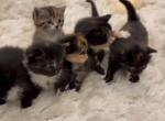 Calico and striped kittens - Domestic Kitten For Sale - Southwick&comma; MA&comma; US
