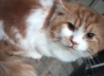 Breeding pair - Munchkin Cat For Sale - Houston&comma; TX&comma; US