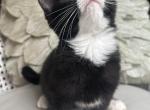 Miranda - Munchkin Kitten For Sale - Salem&comma; OR&comma; US