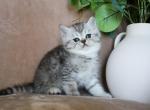 Teddy - Exotic Kitten For Sale - Boiling Springs&comma; PA&comma; US