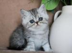 Tucker - Exotic Kitten For Sale - Boiling Springs&comma; PA&comma; US