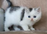 Toby Blue Eyes - Exotic Kitten For Sale - Boiling Springs&comma; PA&comma; US