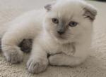 London Russian Blue Scottish Fold Male - Scottish Fold Kitten For Sale - Roanoke&comma; TX&comma; US