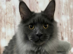 Deni - Maine Coon Cat For Sale - Brighton&comma; CO&comma; US