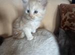 Jackie of Donnelly - Maine Coon Kitten For Sale - Port Clinton&comma; OH&comma; US