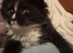 Billie of Donnelly - Maine Coon Kitten For Sale - Port Clinton&comma; OH&comma; US