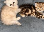 no name - British Shorthair Kitten For Sale - Dallas&comma; TX&comma; US