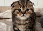 Artur - Scottish Fold Kitten For Sale - Brooklyn&comma; NY&comma; US