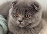 Candy - Scottish Fold Kitten For Sale - Brooklyn&comma; NY&comma; US