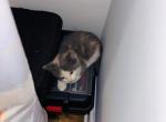 Calico you name her - American Shorthair Kitten For Sale - South Windsor&comma; CT&comma; US