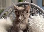 Jack - Maine Coon Kitten For Sale - Palmer&comma; MA&comma; US