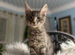 George - Maine Coon Kitten For Sale - Palmer&comma; MA&comma; US
