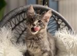 Max - Maine Coon Kitten For Sale - Palmer&comma; MA&comma; US