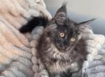 Black smoke male Maine Coon - Maine Coon Kitten For Sale - Hallandale&comma; FL&comma; US