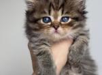 Scottish straight brown long hair - Scottish Straight Kitten For Sale - Hallandale&comma; FL&comma; US