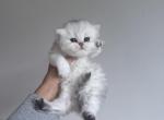 Scottish straight silver female long hair - Scottish Straight Kitten For Sale - Hallandale&comma; FL&comma; US