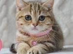 Jesse - Munchkin Kitten For Sale - Pembroke Pines&comma; FL&comma; US