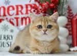Jenny - Munchkin Kitten For Sale - 