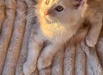 Cream Maine coon male - Maine Coon Kitten For Sale - Hallandale&comma; FL&comma; US