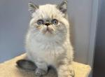 Lynx blue points with bright blue eyes - Exotic Kitten For Sale - Brooklyn&comma; NY&comma; US