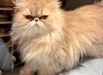 Bleu - Persian Cat For Sale/Retired Breeding - San Antonio&comma; TX&comma; US