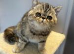 Brown tabby Exotic shorthair female - Exotic Kitten For Sale - Brooklyn&comma; NY&comma; US