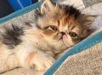 Angel - Persian Kitten For Sale - Arlington Heights&comma; IL&comma; US