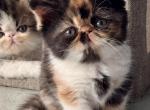 Holly - Exotic Kitten For Sale - Arlington Heights&comma; IL&comma; US