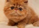Solid Orange longhair - Exotic Kitten For Sale - Plymouth&comma; MN&comma; US