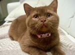 Foxy - British Shorthair Cat For Sale - Green Acres&comma; FL&comma; US