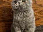 Exotic Shorthair CFA blue male kitten - Exotic Cat For Sale - TX&comma; US