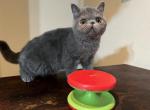 CFA blue exotic shorthair male kitten - Exotic Cat For Sale - TX&comma; US