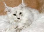 Avatar Blue Silver Shaded Maine Coon Kitten - Maine Coon Kitten For Sale - Sunbury&comma; OH&comma; US