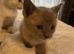 Blue Chocolate Siamese mix - Domestic Kitten For Sale - Leominster&comma; MA&comma; US