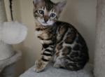 Female - Bengal Kitten For Sale - GA&comma; US