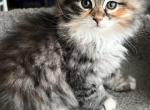 Nellie - Siberian Kitten For Sale - North Port&comma; FL&comma; US