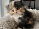 Mittens - Persian Kitten For Sale - Arlington Heights&comma; IL&comma; US