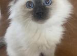 Zora - Siberian Kitten For Sale - Newbury&comma; MA&comma; US
