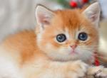 Otto - British Shorthair Kitten For Sale - Pembroke Pines&comma; FL&comma; US