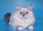 Wendy - Siberian Kitten For Sale - Pembroke Pines&comma; FL&comma; US