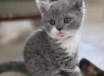Cosmo - Selkirk Rex Kitten For Sale - Gilbert&comma; AZ&comma; US