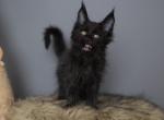 Lux - Maine Coon Kitten For Sale - NY&comma; US