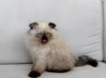 Pending Sullie - Scottish Fold Kitten For Sale - Key West&comma; FL&comma; US
