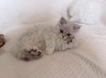 Millie Pending - Scottish Straight Kitten For Sale - Key West&comma; FL&comma; US