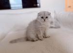Ollie - Scottish Fold Kitten For Sale - Key West&comma; FL&comma; US
