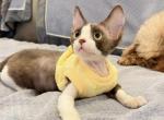 Chocolate n white boy - Devon Rex Kitten For Sale - Fontana&comma; CA&comma; US