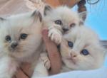 Posey's Ragdoll Litter - Ragdoll Kitten For Sale - Palm Bay&comma; FL&comma; US
